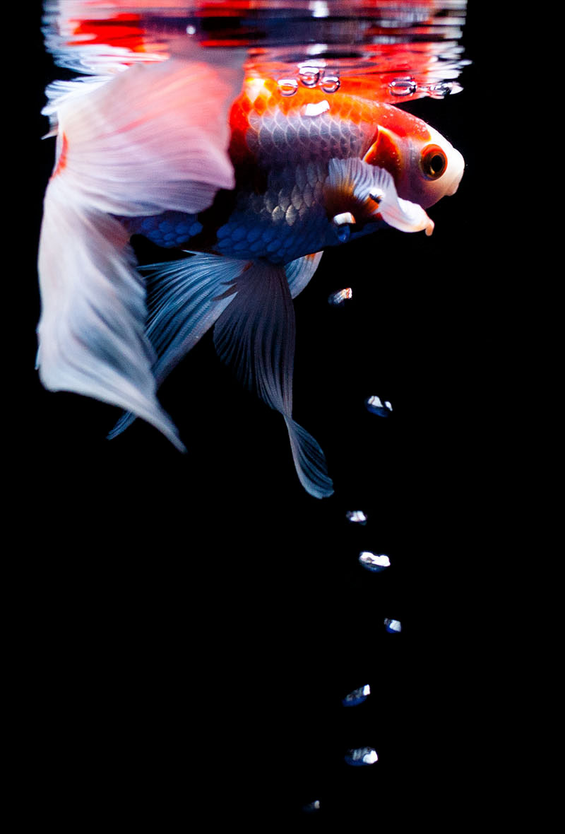 Goldfish swimming against a black background